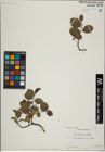 Foto von Salix herbacea L. x Salix lanata L.